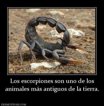 Los escorpiones son uno de los animales más antiguos de la tierra.