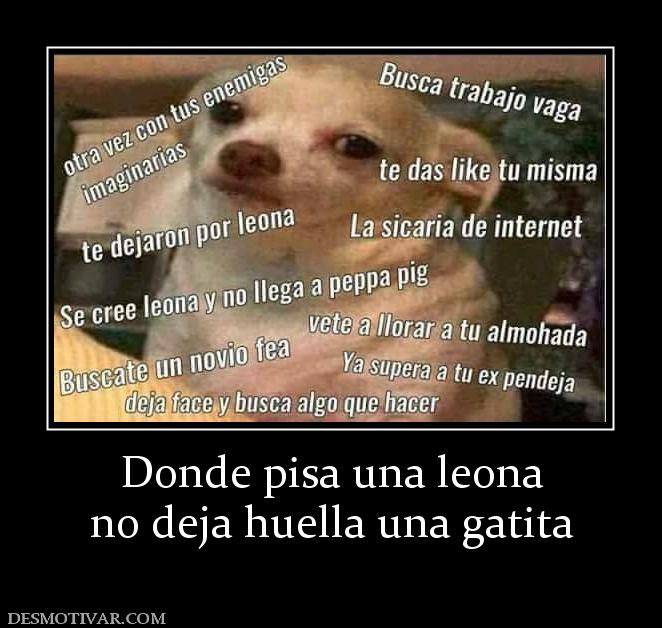 Donde pisa una leona no deja huella una gatita