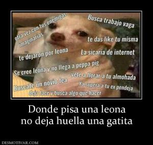 Donde pisa una leona no deja huella una gatita