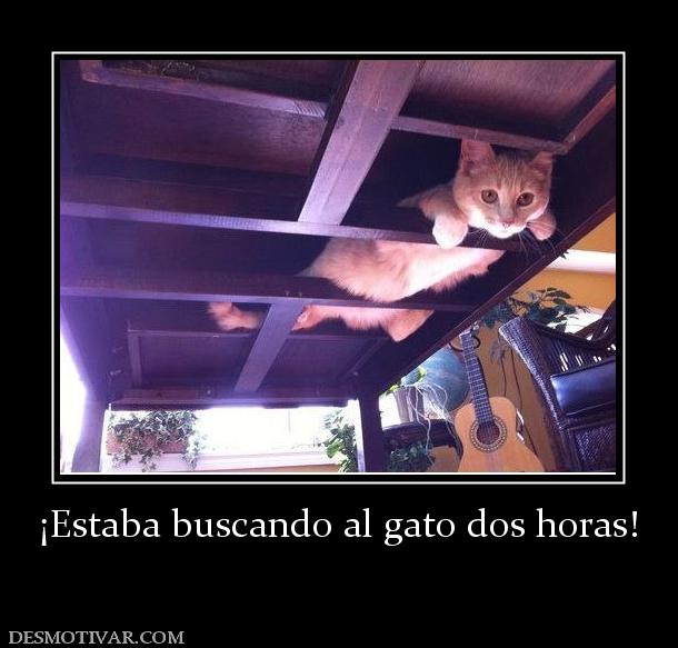 ¡Estaba buscando al gato dos horas!
