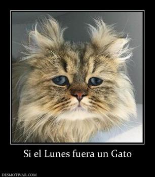 Si el Lunes fuera un Gato