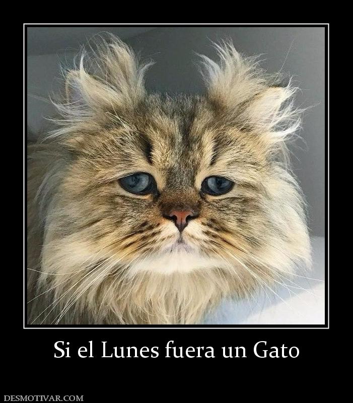 Si el Lunes fuera un Gato