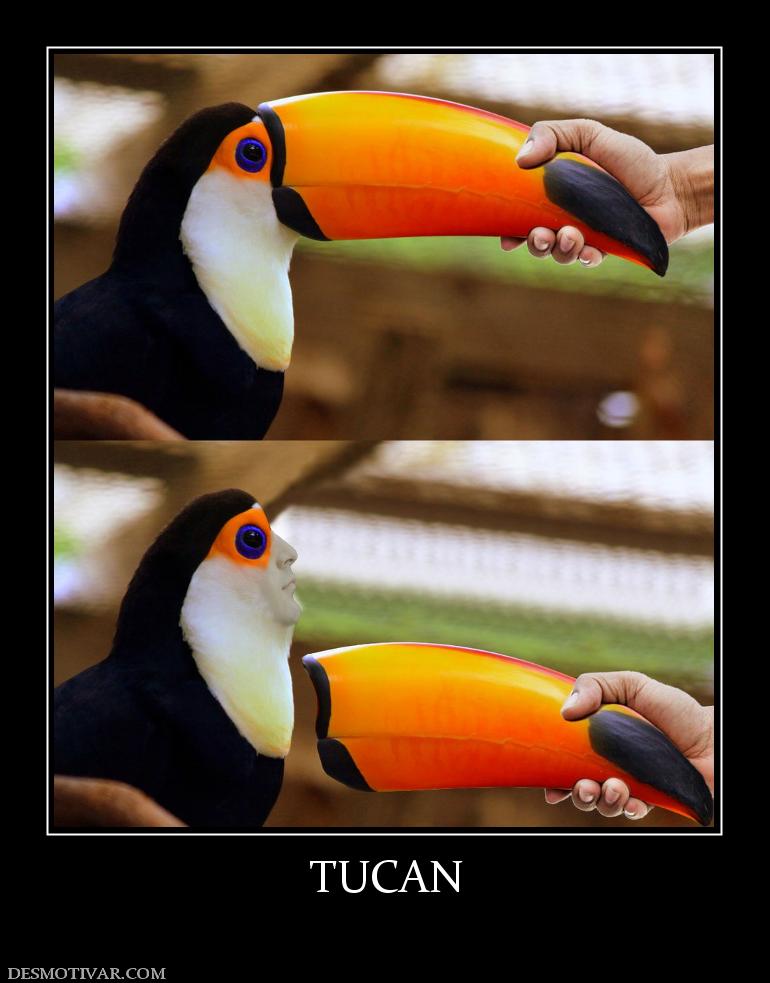TUCAN