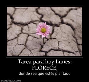 Tarea para hoy Lunes: FLORECE,  donde sea que estés plantado