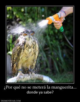 ¿Por qué no se meterá la manguerita... donde ya sabe?