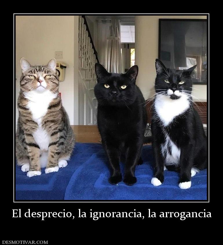 El desprecio, la ignorancia, la arroga