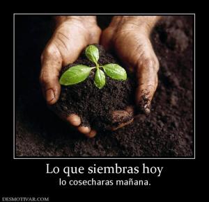 Lo que siembras hoy lo cosecharas mañana.