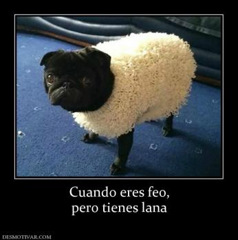 Cuando eres feo, pero tienes lana