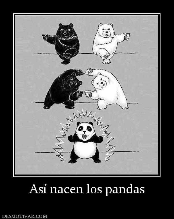 Así nacen los pandas