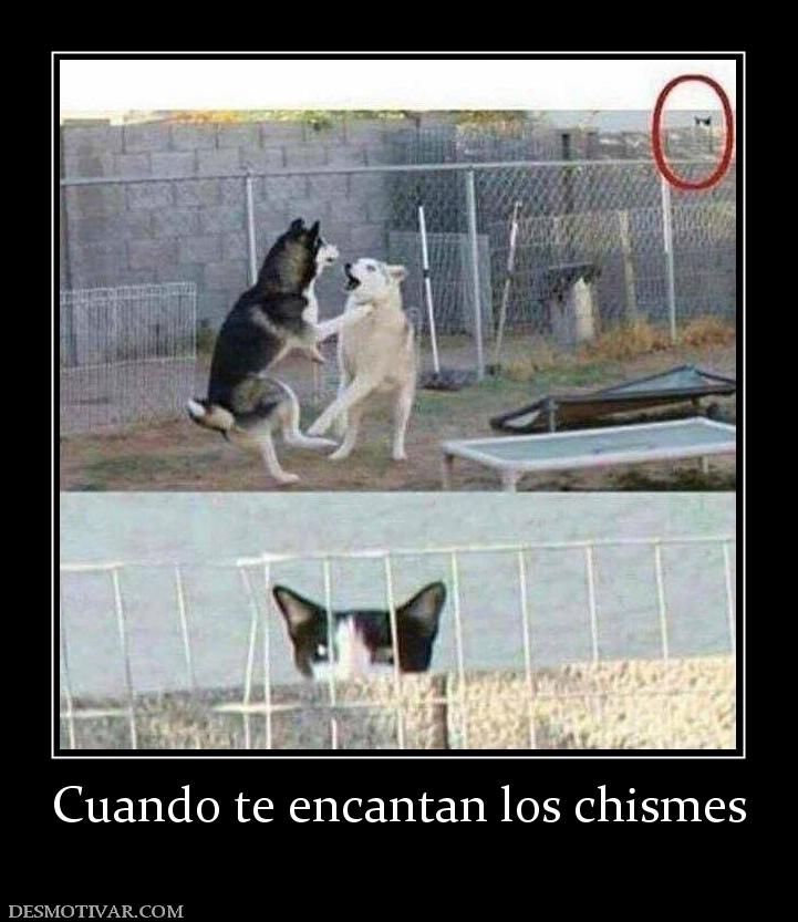 Cuando te encantan los chismes