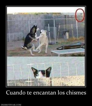 Cuando te encantan los chismes