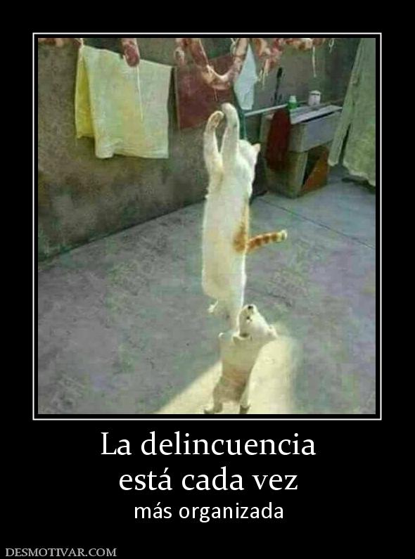 La delincuencia está cada vez más organizada