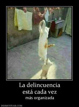 La delincuencia está cada vez más organizada