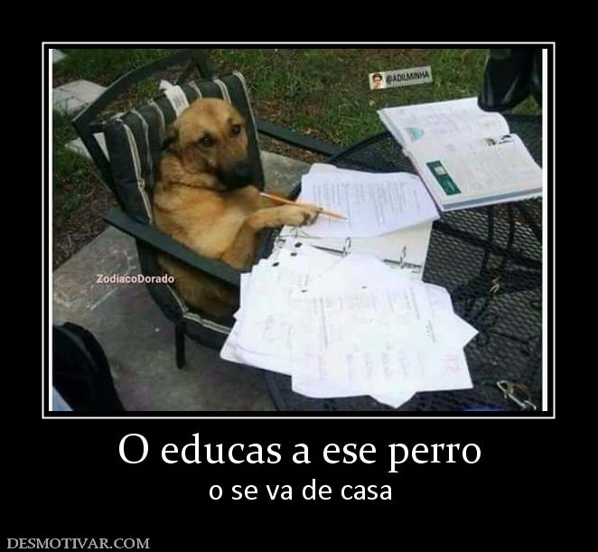 O educas a ese perro o se va de casa