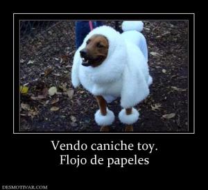 Vendo caniche toy. Flojo de papeles