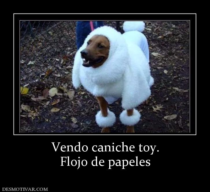 Vendo caniche toy. Flojo de papeles