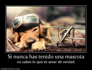 Si nunca has tenido una mascota no sabes lo que es amar de verdad.