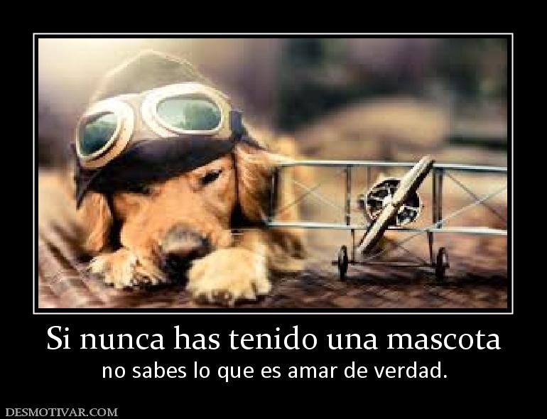 Si nunca has tenido una mascota no sabes lo que es amar de verdad.