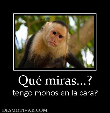 Qué miras...? tengo monos en la cara?