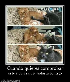 Cuando quieres comprobar si tu novia sigue molesta contigo