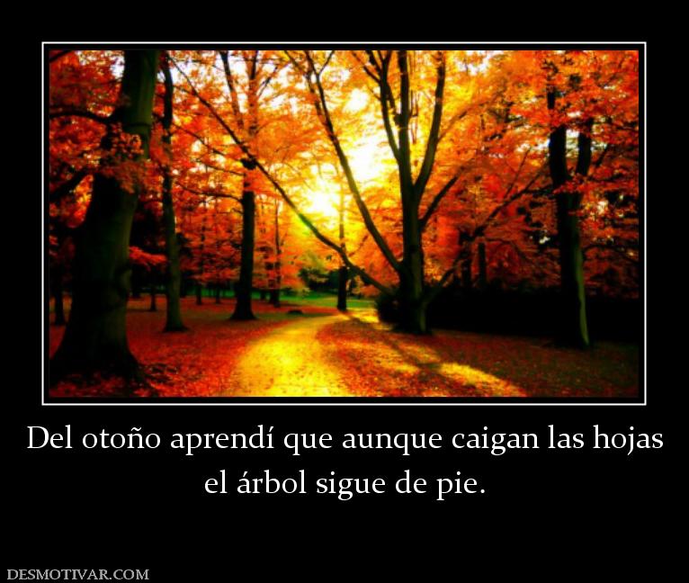 Del otoño aprendí que aunque caigan la el árbol sigue de pie.
