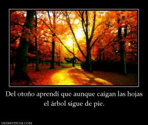 Del otoño aprendí que aunque caigan la el árbol sigue de pie.