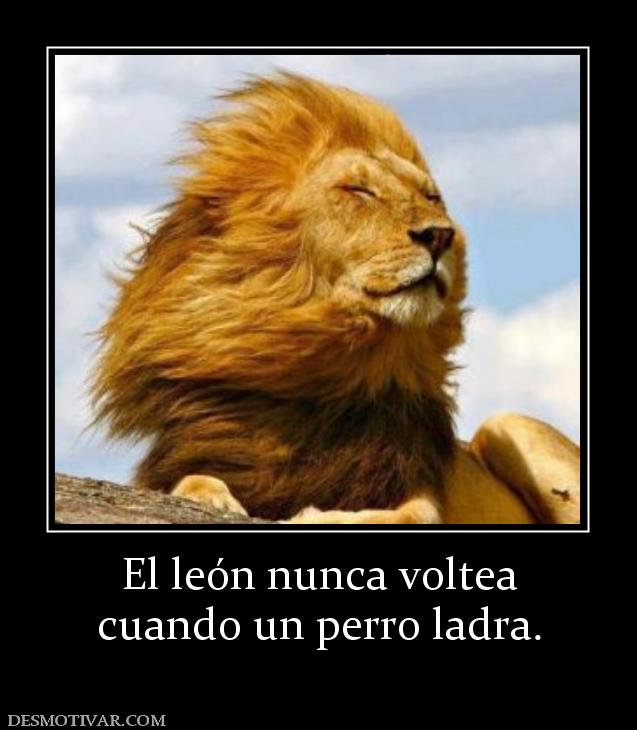 El león nunca voltea cuando un perro ladra.