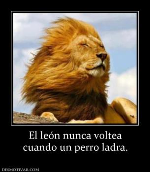 El león nunca voltea cuando un perro ladra.