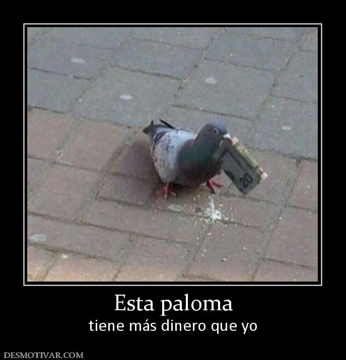 Esta paloma tiene más dinero que yo