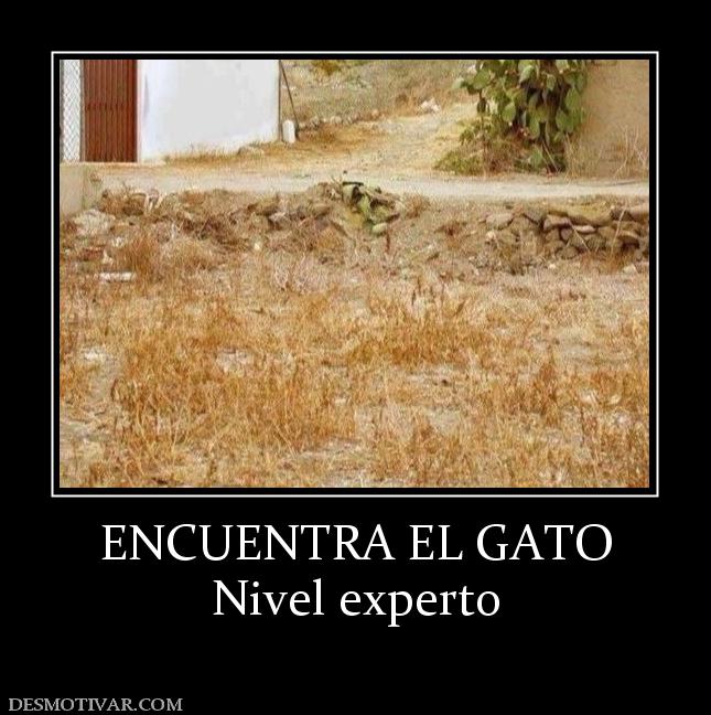 ENCUENTRA EL GATO Nivel experto