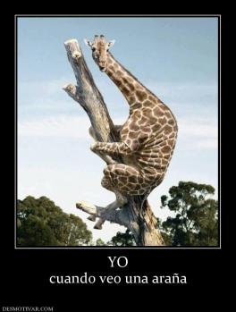 YO cuando veo una araña