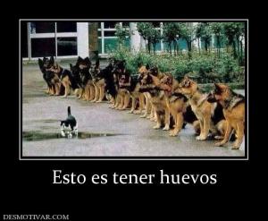 Esto es tener huevos