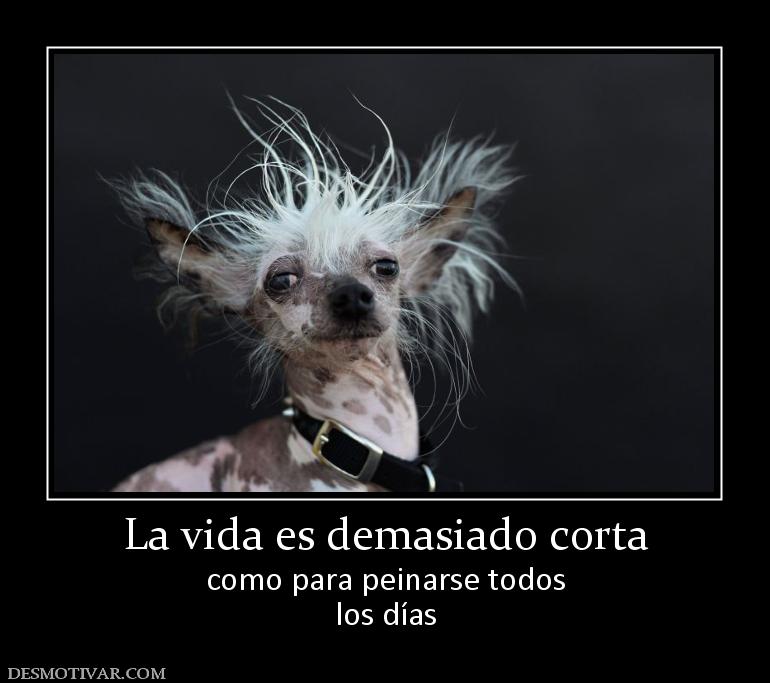 La vida es demasiado corta como para peinarse todos los días