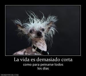 La vida es demasiado corta como para peinarse todos los días