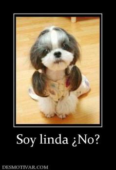 Soy linda ¿No?