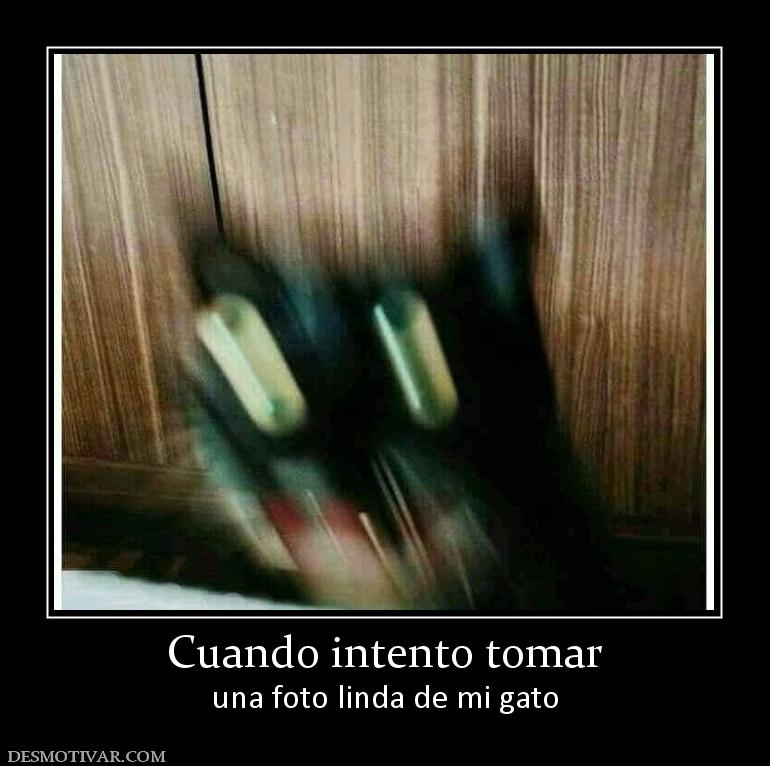Cuando intento tomar una foto linda de mi gato
