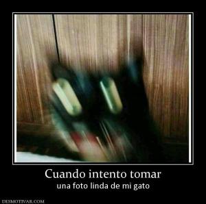 Cuando intento tomar una foto linda de mi gato