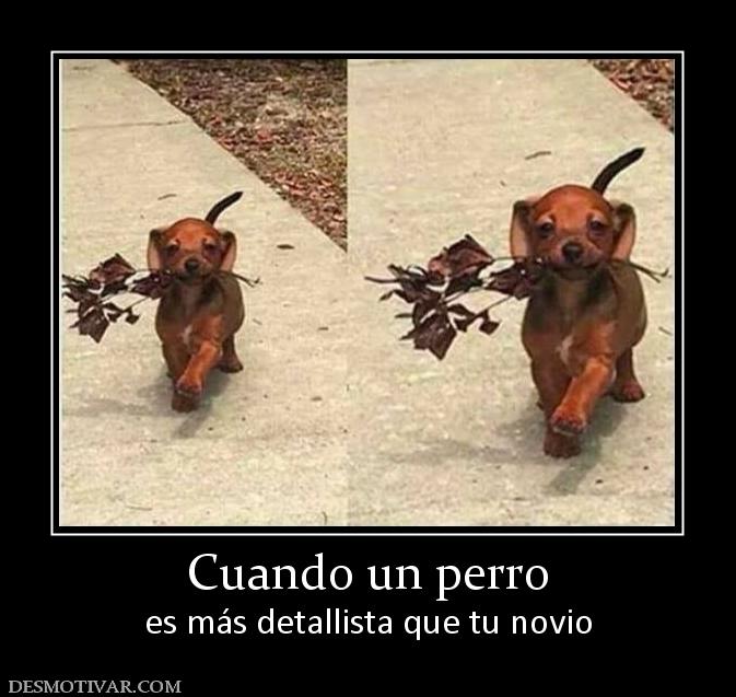 Cuando un perro es más detallista que tu novio