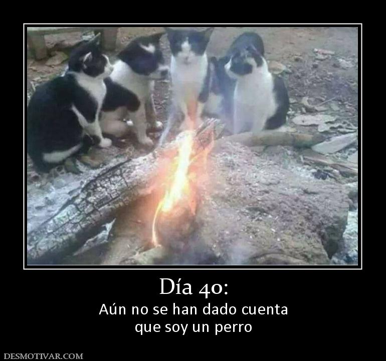 Día 40: Aún no se han dado cuenta que soy un perro