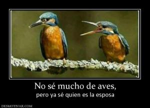 No sé mucho de aves, pero ya sé quien es la esposa
