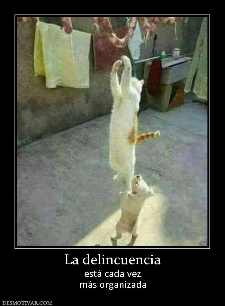 La delincuencia está cada vez más organizada