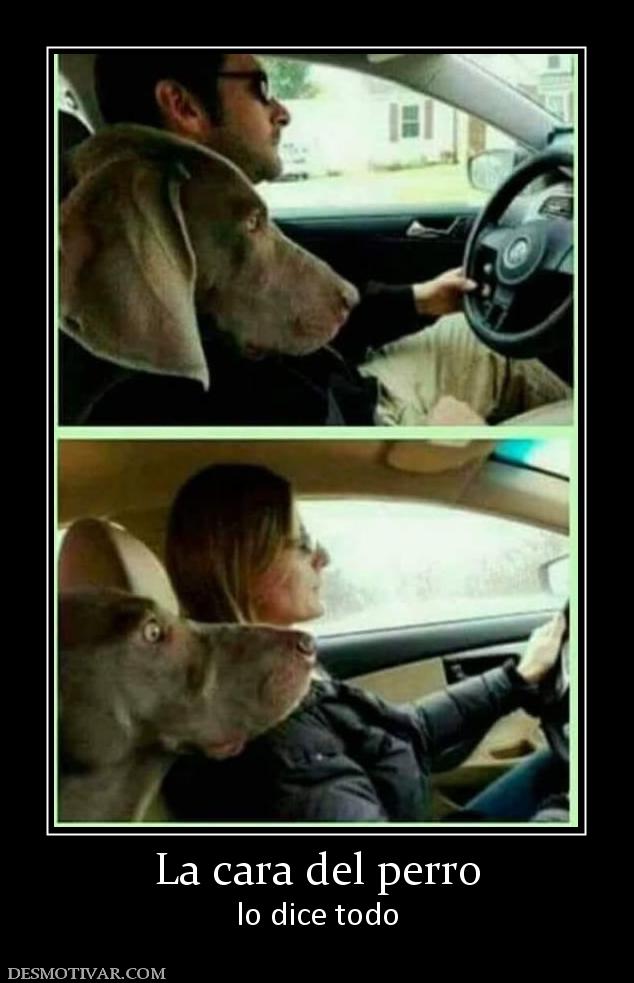 La cara del perro lo dice todo