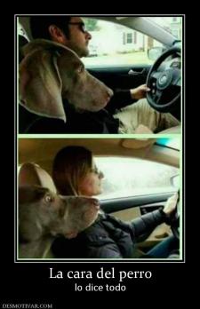 La cara del perro lo dice todo