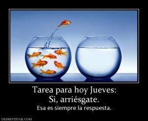 Tarea para hoy Jueves: Si, arriésgate.  Esa es siempre la respuesta.