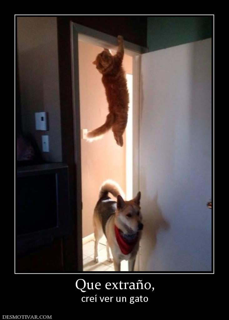 Que extraño, creí ver un gato