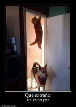 Que extraño, creí ver un gato