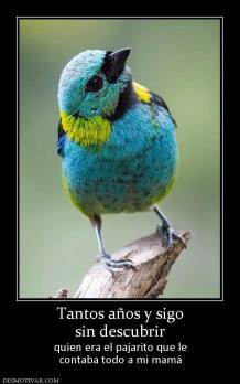 Tantos años y sigo sin descubrir  quien era el pajarito que le contaba todo a mi mamá