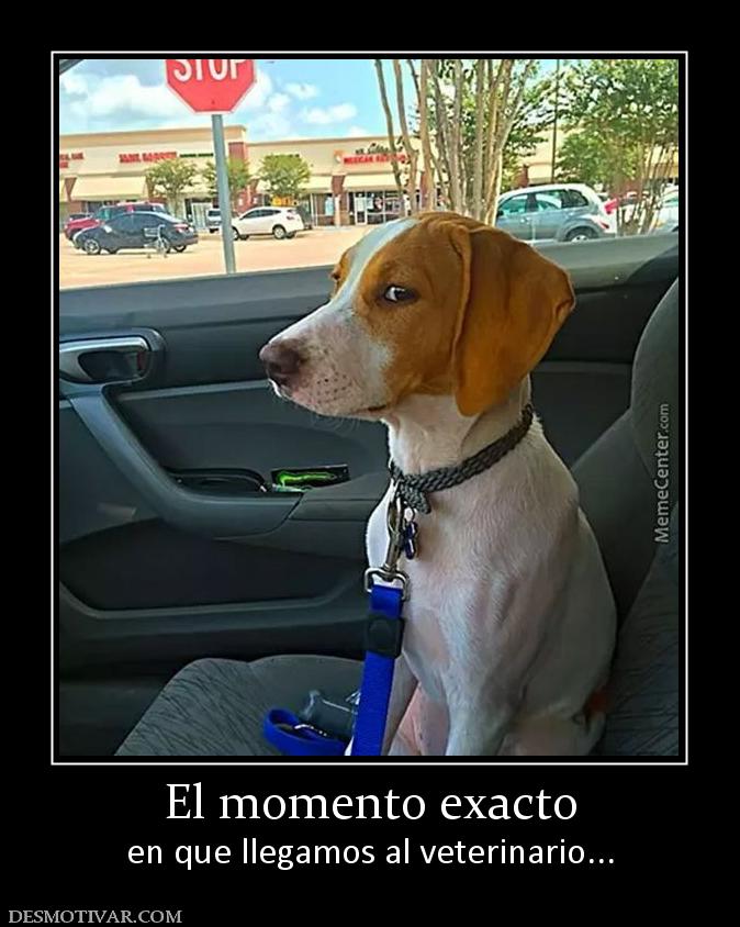El momento exacto en que llegamos al veterinario...