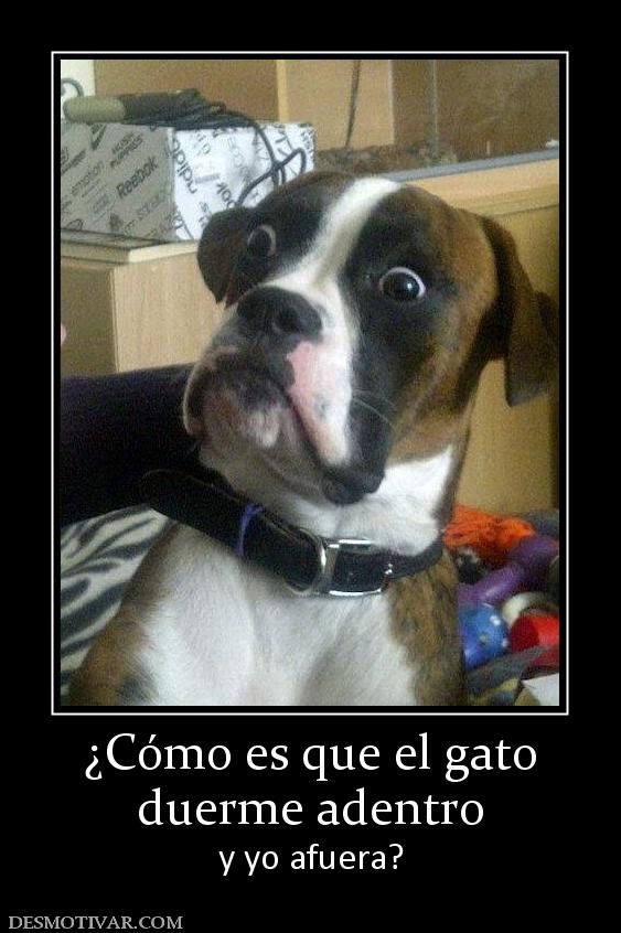 ¿Cómo es que el gato duerme adentro y yo afuera?