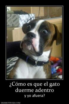 ¿Cómo es que el gato duerme adentro y yo afuera?